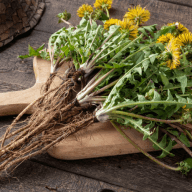 All Day Slimming Tea dandelion leaf ingredien