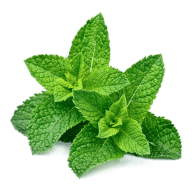 All Day Slimming Tea peppermint ingredient